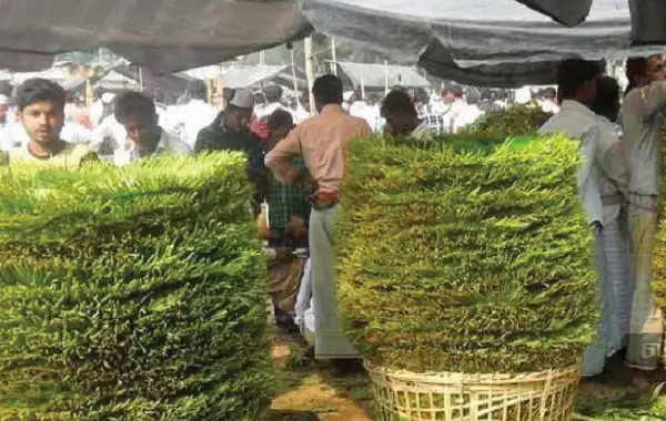 মহেশখালী পানের বাজারে ক্রেতা ও বিক্রেতাদের ভিড়. Channel i News - চ্যানেল আই নিউজ