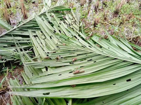 পঙ্গপালের মতো দেখতে পোকা ও ক্ষতিগ্রস্ত গাছের পাতা. Channel i News - চ্যানেল আই নিউজ
