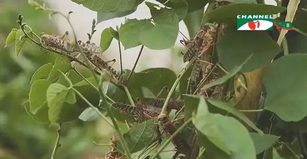 পঙ্গপালের ঝুড়ি ও পাতা, বাংলাদেশে নতুন আতঙ্কের কারণ. Channel i News - চ্যানেল আই নিউজ