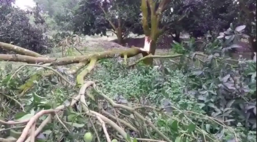 ঝড়ে ক্ষতিগ্রস্ত আম গাছের ক্ষতিগ্রস্ত শাখা ও ফল. Channel i News - চ্যানেল আই নিউজ