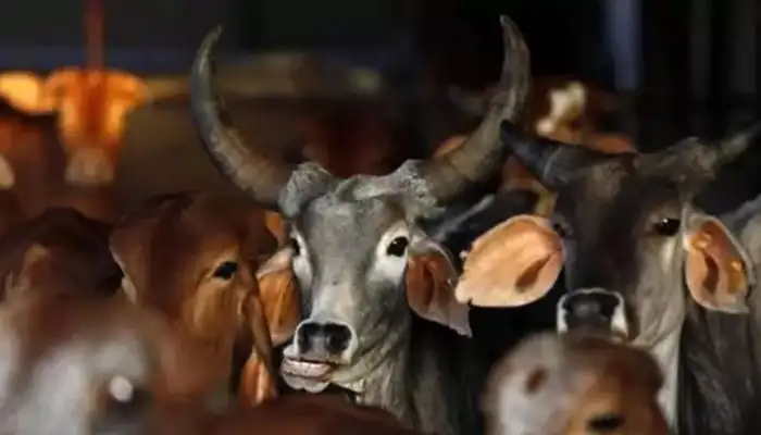 বাংলাদেশে কোরবানির জন্য গরু ও ছাগল প্রস্তুত. Channel i News - চ্যানেল আই নিউজ