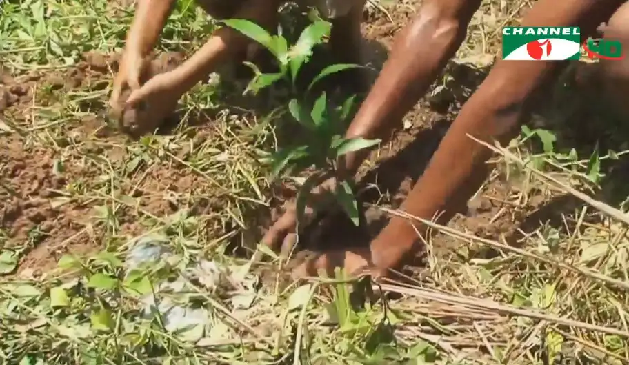 নতুন গাছের চারা রোপণের জন্য মাটিতে চারা লাগানো হচ্ছে. Channel i News - চ্যানেল আই নিউজ