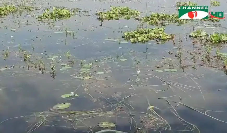 নদীর জলাবদ্ধতা ও জলজ উদ্ভিদ দেখা যাচ্ছে. Channel i News - চ্যানেল আই নিউজ