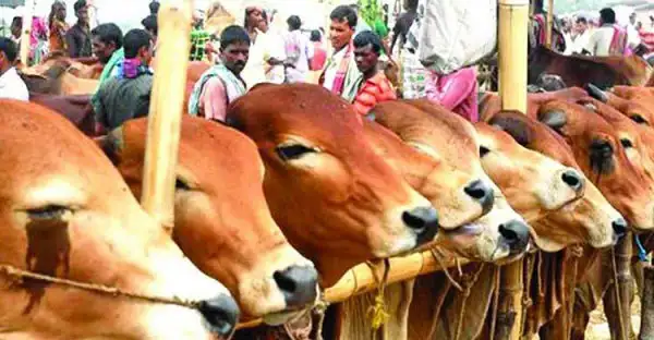 রাজধানীর ১৭টি হাটে পশু কেনাবেচা শুরু, স্বাস্থ্যবিধি মেনে. Channel i News - চ্যানেল আই নিউজ