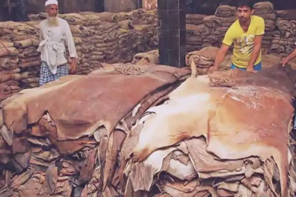 কোরবানির পশুর কাঁচা চামড়া সংগ্রহের দৃশ্য, বড় চামড়া দেখা যাচ্ছে. Channel i News - চ্যানেল আই নিউজ