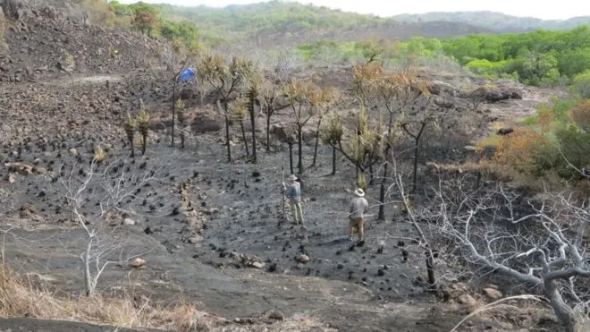 অস্ট্রেলিয়ান আদিবাসীরা ২ হাজার বছর আগে কলা চাষ করতেন, গবেষণায় প্রমাণিত. Channel i News - চ্যানেল আই নিউজ