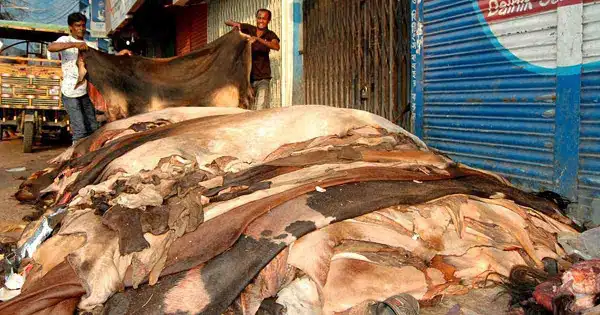 গরুর চামড়া বিক্রির জন্য প্রস্তুত, বাজারে পশু চামড়া দেখানো।. Channel i News - চ্যানেল আই নিউজ