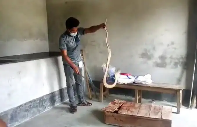 অভিযানে বিষধর সাপ উদ্ধার, সাপটি হাতে ধরে একজন ব্যক্তি।. Channel i News - চ্যানেল আই নিউজ