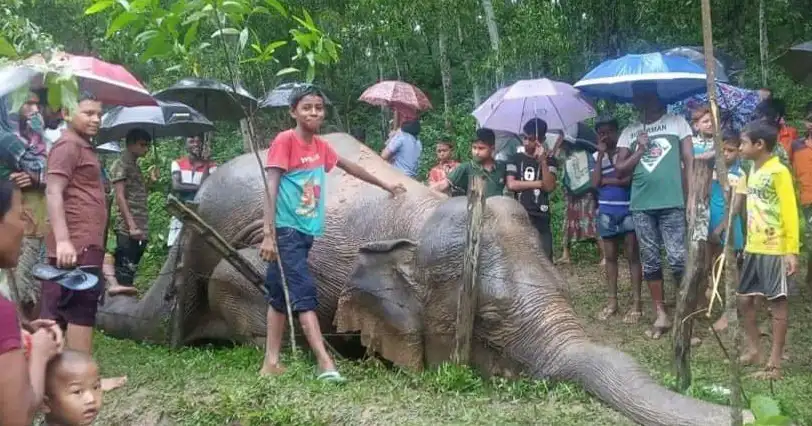 বন্যহাতির মরদেহ উদ্ধার, মানুষের সমাগম ও বৃষ্টি, সীমান্তে ঘটনা. Channel i News - চ্যানেল আই নিউজ