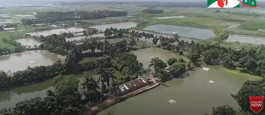 নাটোরের আধুনিক প্রযুক্তির মাছের খামার জলাশয় ও সবুজ ক্ষেত্রের দৃশ্য. Channel i News - চ্যানেল আই নিউজ
