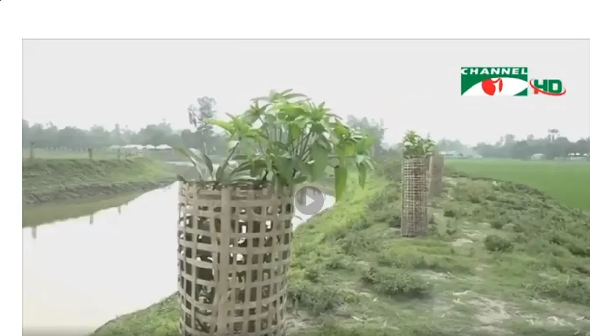কুড়িগ্রামে বৃক্ষরোপণের দৃশ্য, নদীর পাশে গাছের চারা রোপণ করা হচ্ছে. Channel i News - চ্যানেল আই নিউজ