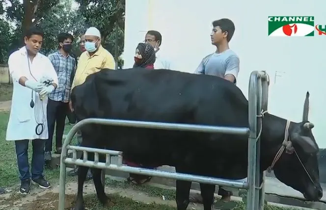 দিনাজপুরে গাভীর কৃত্রিম প্রজনন প্রক্রিয়া দেখছেন চিকিৎসক ও কৃষকরা. Channel i News - চ্যানেল আই নিউজ