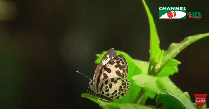 প্রজাপতি ও ফড়িং প্রকৃতির মধ্যে সুন্দর ও রঙিন জীবজন্তু. Channel i News - চ্যানেল আই নিউজ
