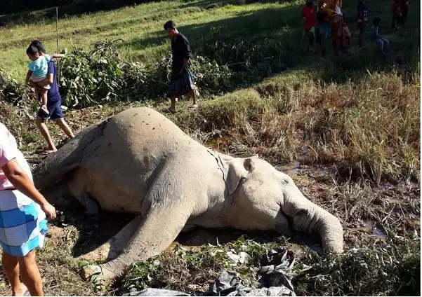 কক্সবাজারে বিদ্যুতের তারে স্পৃষ্ট হয়ে বন্য হাতির মৃত্যু. Channel i News - চ্যানেল আই নিউজ