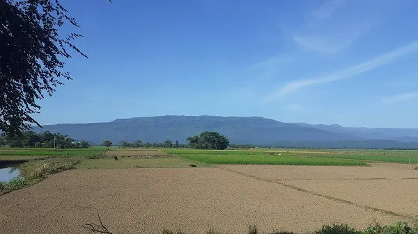 সীমান্তের মাঠে সবুজ ও সোনালী ধানের ক্ষেত, পাহাড়ের পটভূমি. Channel i News - চ্যানেল আই নিউজ