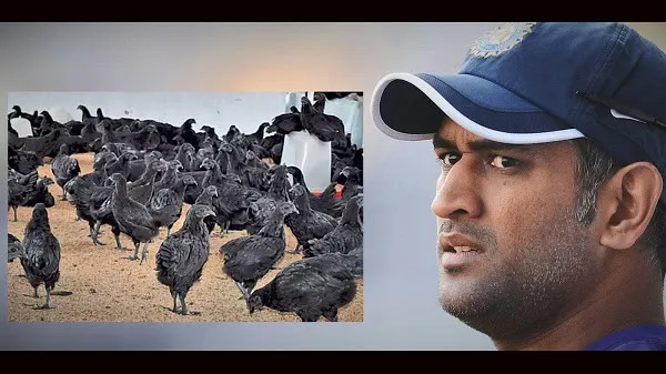 মুরগির ফ্লু আতঙ্কে ধোনি মুরগি কেনা বন্ধ করেছেন. Channel i News - চ্যানেল আই নিউজ