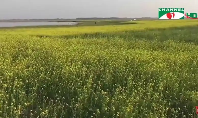 সরিষা ক্ষেতে মৌ চাষীরা মৌ সংগ্রহে ব্যস্ত. Channel i News - চ্যানেল আই নিউজ