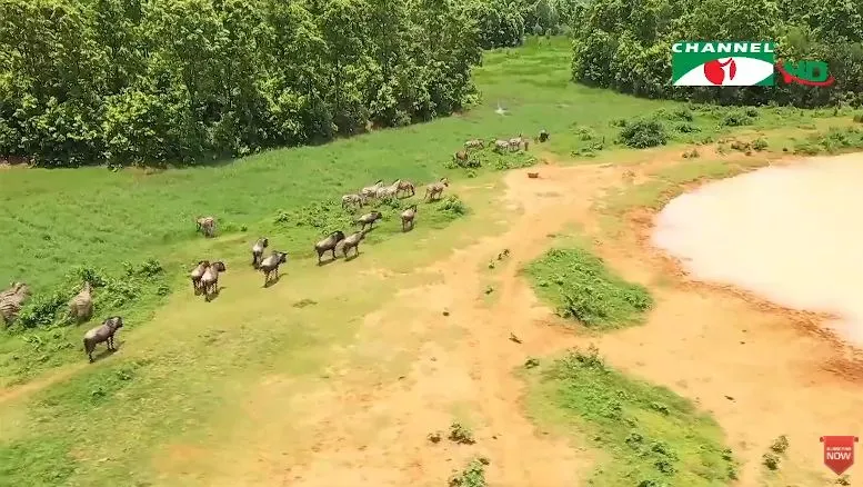 বঙ্গবন্ধু শেখ মুজিব সাফারি পার্কের পশুদের খোলা পরিবেশে ঘুরে বেড়াচ্ছে।. Channel i News - চ্যানেল আই নিউজ