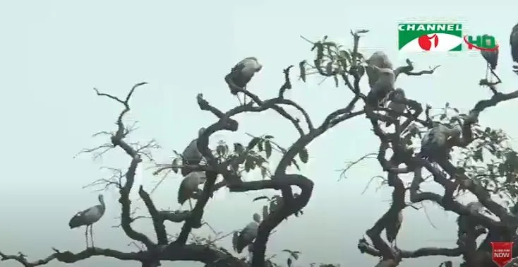 জাবি ক্যাম্পাসে পরিযায়ী পাখির কলকাকলি, শান্ত ও প্রাকৃতিক পরিবেশ. Channel i News - চ্যানেল আই নিউজ