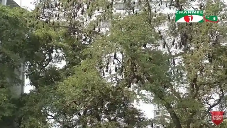 বাধুর জন্য গাছের মধ্যে তৈরি করা হয়েছে অভয়াশ্রম. Channel i News - চ্যানেল আই নিউজ