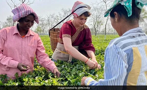 প্রিয়াঙ্কা গান্ধী চা বাগানে শ্রমিকদের সাথে কাজ করছেন. Channel i News - চ্যানেল আই নিউজ