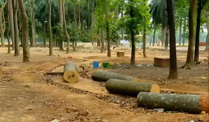 সোহরাওয়ার্দী উদ্যানের গাছ কাটা বন্ধের জন্য নোটিশ দেওয়া হয়েছে. Channel i News - চ্যানেল আই নিউজ