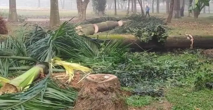সোহরাওয়ার্দী উদ্যানের গাছ কাটা ও ক্ষতিগ্রস্ত গাছের ছবি. Channel i News - চ্যানেল আই নিউজ