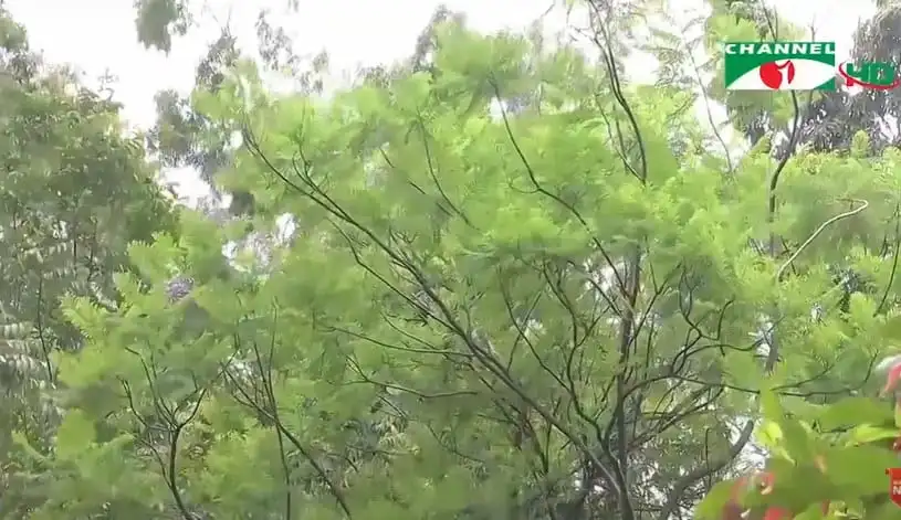 সবুজে ভরে উঠেছে বোটানিক্যাল গার্ডেন, প্রকৃতি ও পরিবেশের সুন্দর দৃশ্য. Channel i News - চ্যানেল আই নিউজ