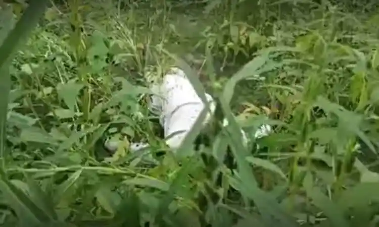 মৃতদেহটি ঘাসের মধ্যে লুকানো, টাঙ্গাইলে ২ জনের মরদেহ উদ্ধার. Channel i News - চ্যানেল আই নিউজ