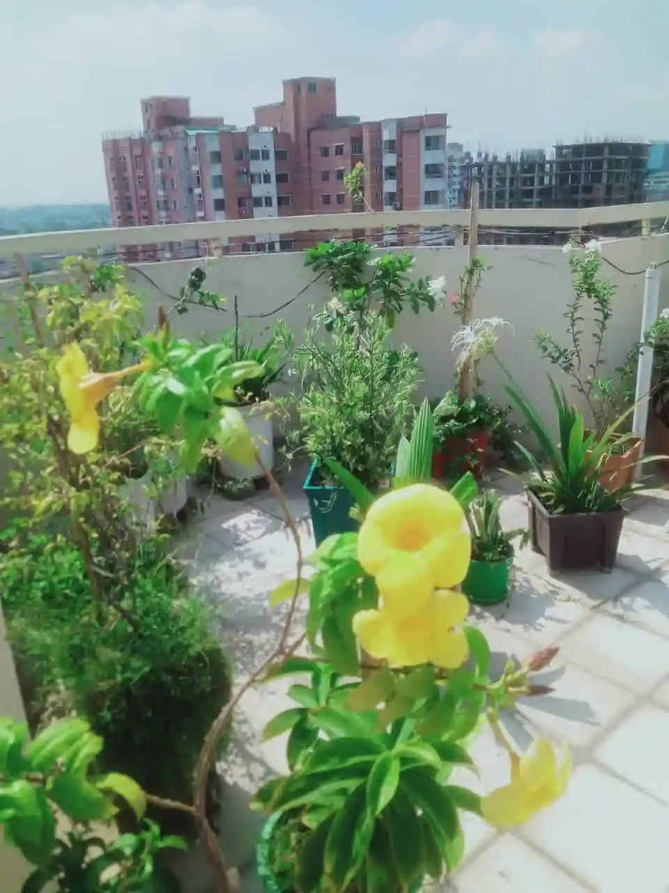 ছাদে বিভিন্ন গাছপালা ও ফুলের পাত্র, শহরের দৃশ্যের পেছনে. Channel i News - চ্যানেল আই নিউজ