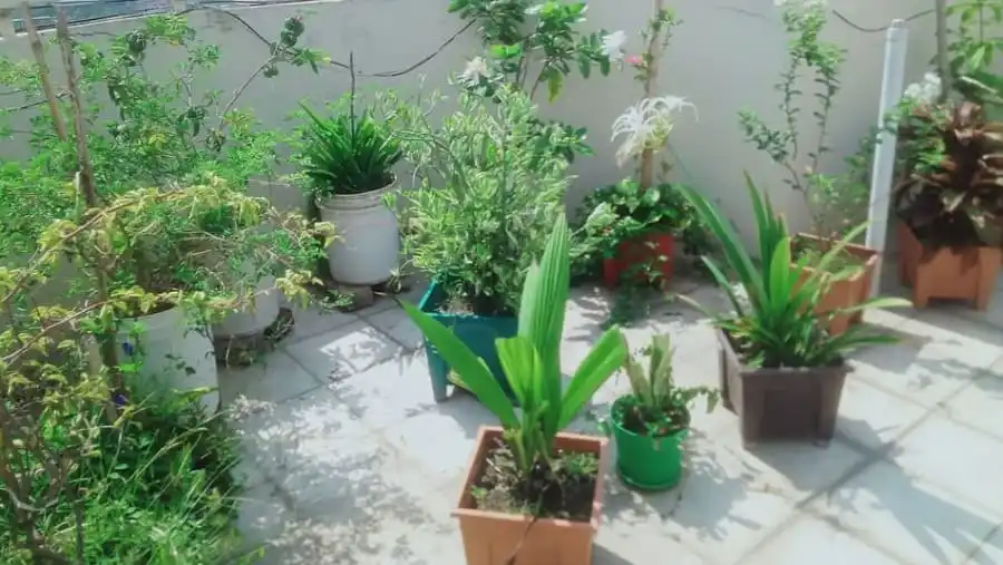 বাগানে বিভিন্ন ধরনের গাছপালা ও পাত্রে সাজানো সবুজ গাছের ছবি।. Channel i News - চ্যানেল আই নিউজ