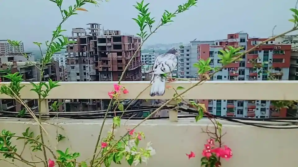 বেড়ার উপর বসে থাকা পাখি ও শহরের দৃশ্য. Channel i News - চ্যানেল আই নিউজ
