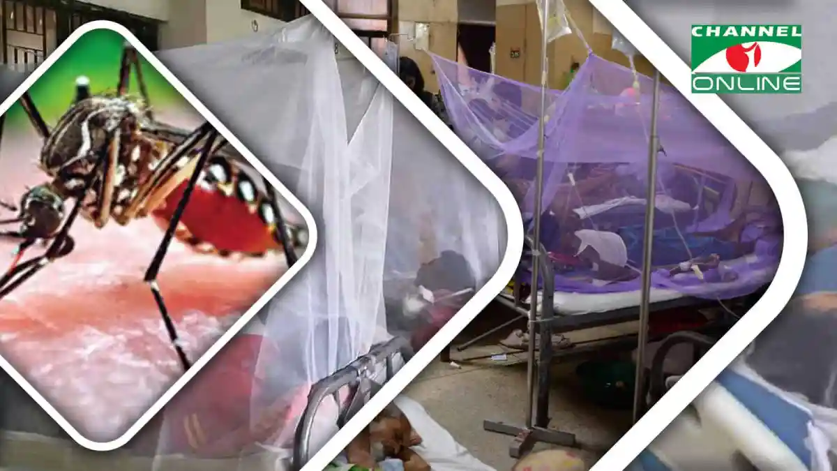 ডেঙ্গু মশার লার্ভা ও আক্রান্ত রোগীর ছবি, চ্যানেল আই অনলাইন. Channel i News - চ্যানেল আই নিউজ