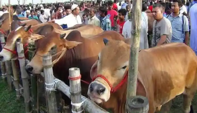 কোরবানির পশুর হাটে গরু ও ছাগল জবাইয়ের জন্য প্রস্তুত. Channel i News - চ্যানেল আই নিউজ