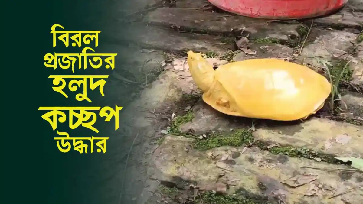 বিলুপ্রজাতির হলুদ কচ্ছপ উদ্ধার, চ্যানেল আই অনলাইন. Channel i News - চ্যানেল আই নিউজ