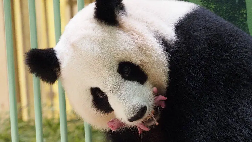 Gulabi rang er jomoj panda shabker chhobi, Bangladesh er chhoto chhobi zoo te. Channel i News - চ্যানেল আই নিউজ