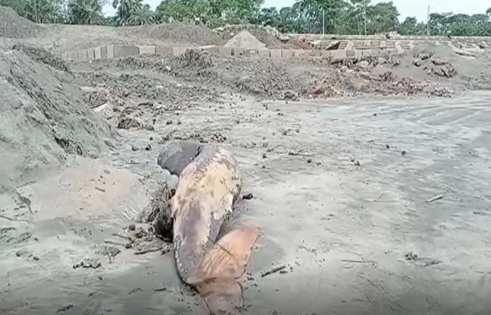 কুয়াকাটা সৈকতে মৃত ডলফিনের দেহ পড়ে আছে. Channel i News - চ্যানেল আই নিউজ