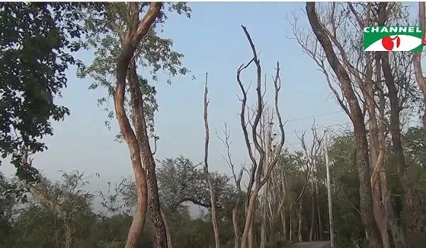 শতশত মৃত গাছের শাখা-প্রশাখা, পটুয়াখালীতে পরিবেশের ক্ষতি. Channel i News - চ্যানেল আই নিউজ