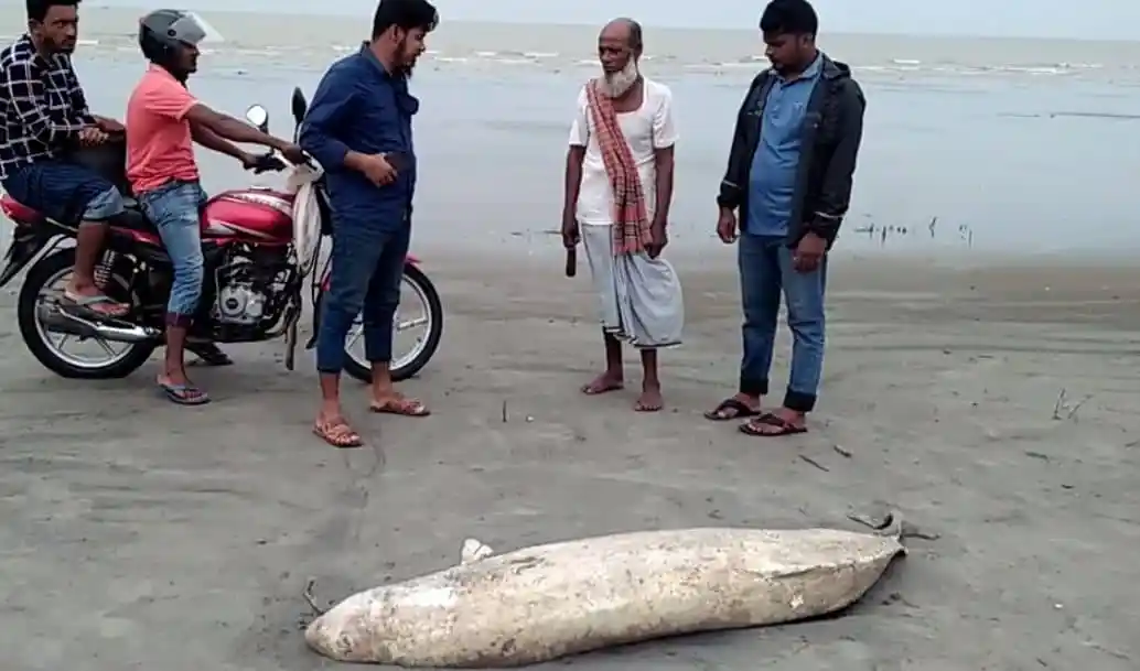 সৈকতে মৃত ডলফিন দেখছেন স্থানীয়রা ও পর্যটকরা. Channel i News - চ্যানেল আই নিউজ