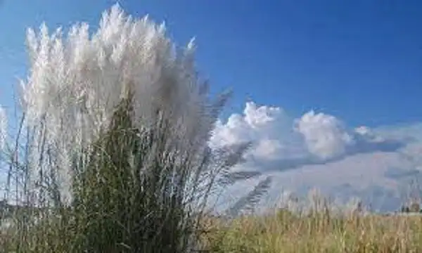 নদী অববাহিকায় বিস্তীর্ণ কাশবনের দৃশ্য, আকাশে কিছু মেঘ. Channel i News - চ্যানেল আই নিউজ