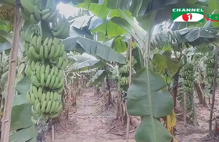 টাঙ্গাইলে কলার আবাদ, মধ্যস্বত্বভোগীরা সুবিধা নিচ্ছে. Channel i News - চ্যানেল আই নিউজ