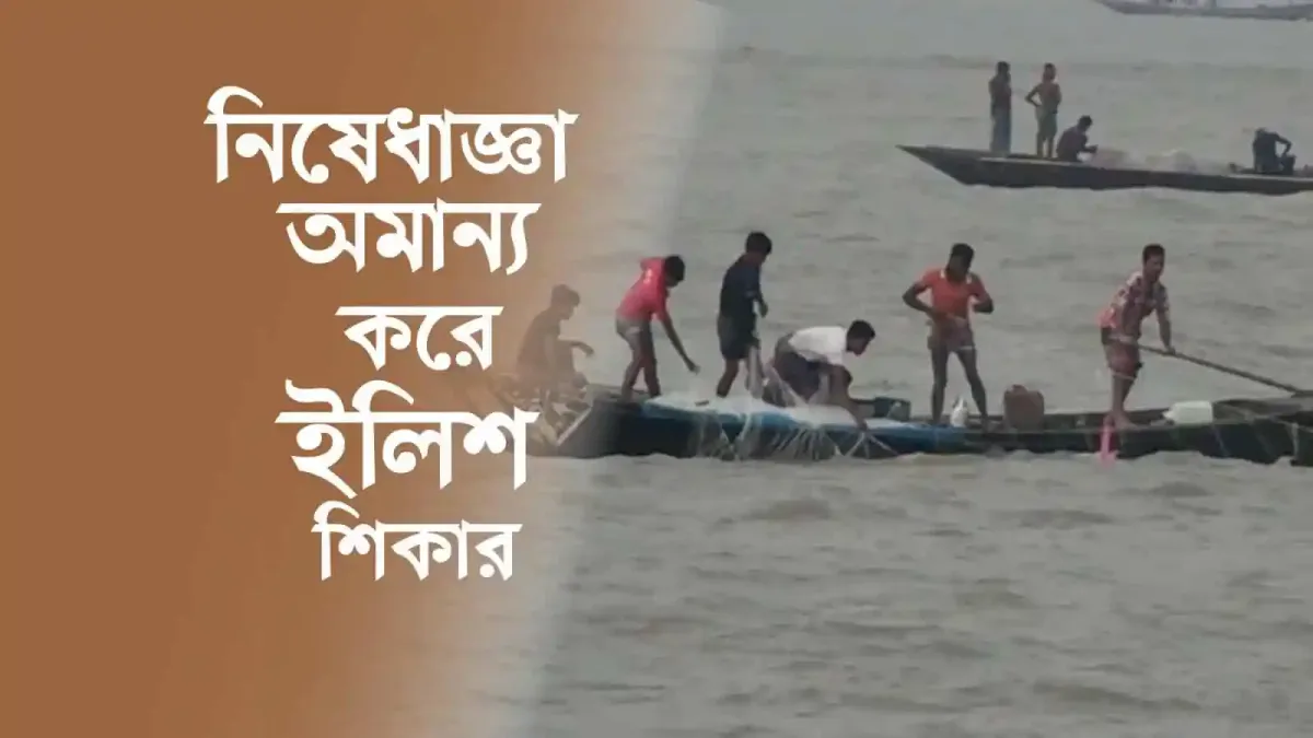 নিষেধাজ্ঞা অমান্য করে ইলিশ শিকার, জেলেরা নদীতে মাছ ধরছে. Channel i News - চ্যানেল আই নিউজ