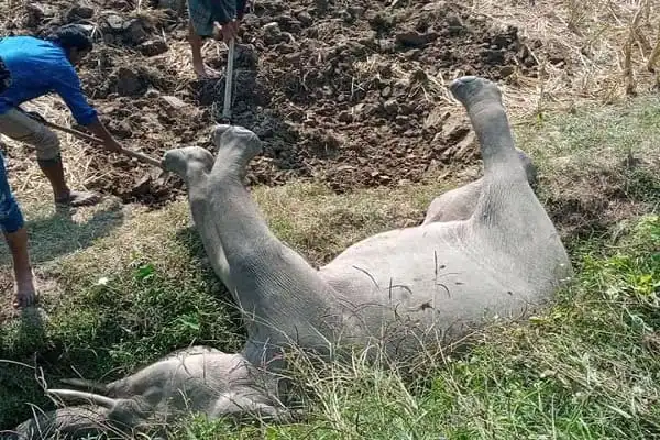 পুকুরের পাশে বন্য হাতির মরদেহ পড়ে আছে, স্থানীয়রা দেখছে. Channel i News - চ্যানেল আই নিউজ