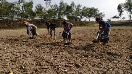 আলু চাষীরা জমিতে কাজ করছে, জয়পুরহাটে সারের সংকটের কারণে চাষাবাদ ব্যাহত. Channel i News - চ্যানেল আই নিউজ