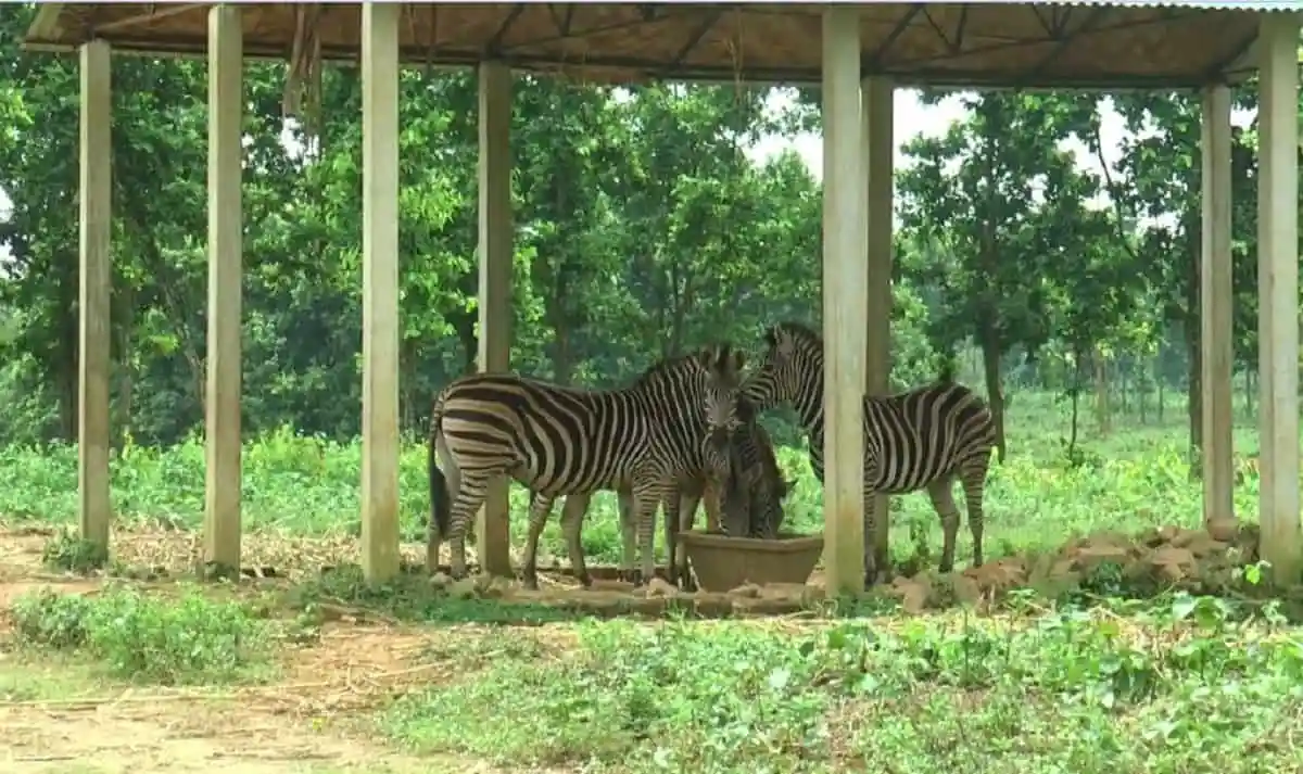 চট্টগ্রাম বঙ্গবন্ধু সাফারি পার্কে জেব্রার দল খাবার খাচ্ছে. Channel i News - চ্যানেল আই নিউজ