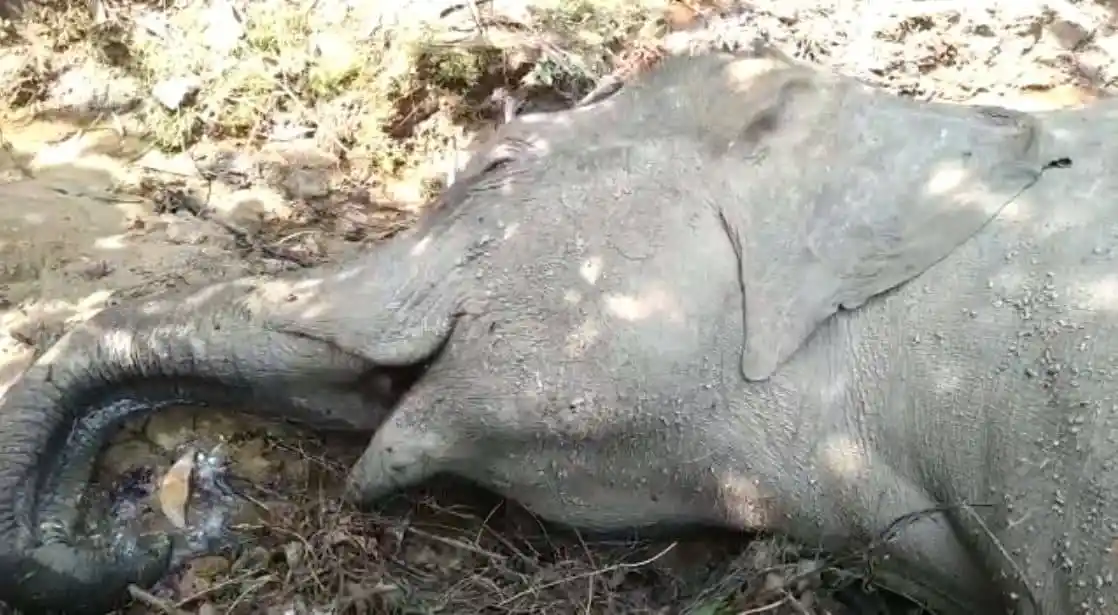 ঝিনাইগাতীতে বন্যহাতির মরদেহ উদ্ধার, মৃত হাতির পাশে মৃত মাছের ছবি. Channel i News - চ্যানেল আই নিউজ