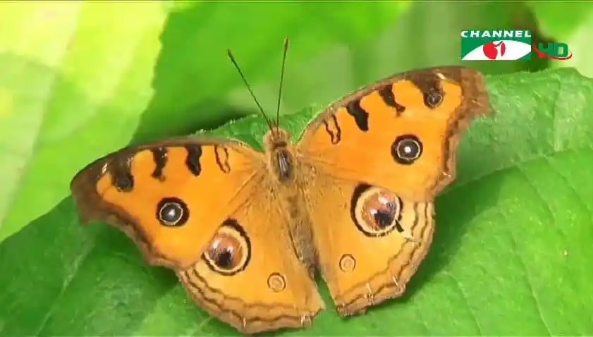 সুন্দর পাপীচের পাখা ও চোখের দাগ সহ ছবি. Channel i News - চ্যানেল আই নিউজ