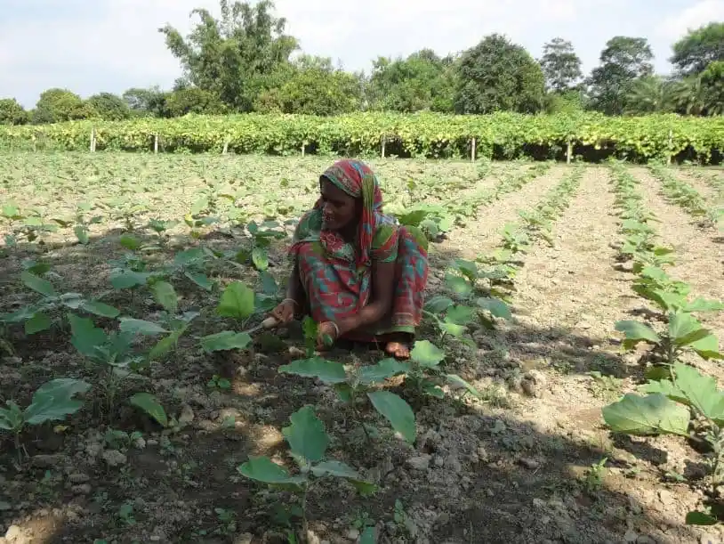 চরাঞ্চলে কৃষি কাজ করছেন একজন নারী, সবুজ মাঠে বসে. Channel i News - চ্যানেল আই নিউজ