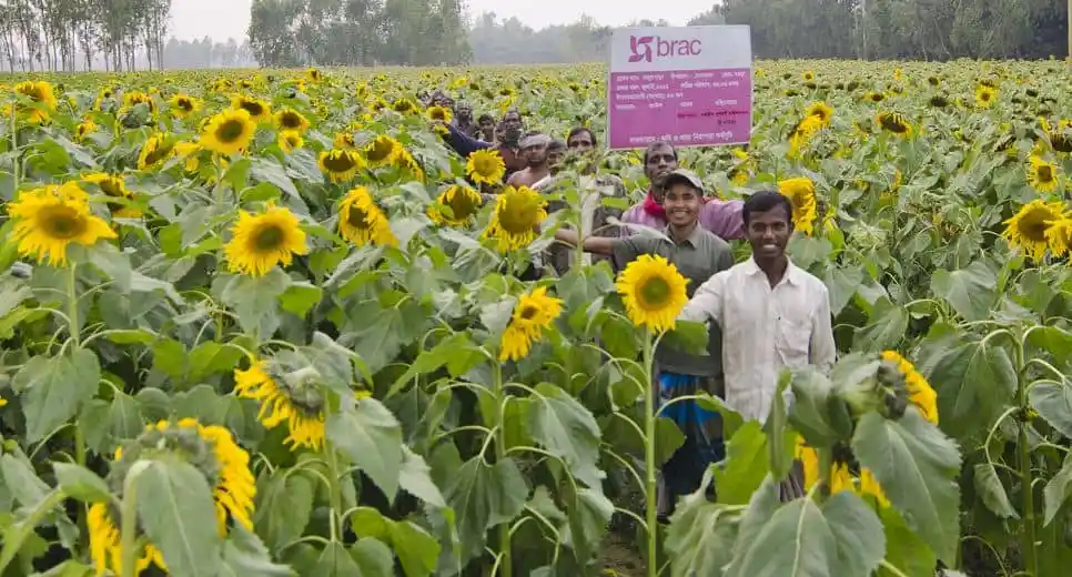 বাংলাদেশের সূর্যমুখী ফুলের ক্ষেতের মধ্যে যুবকদের দল. Channel i News - চ্যানেল আই নিউজ