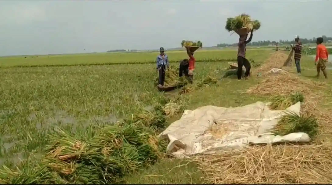 ধান কাটার জন্য মাঠে শ্রমিকরা কাজ করছে।. Channel i News - চ্যানেল আই নিউজ